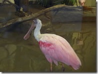 A rosate spoonbill