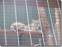 A one-year-old bobcat kitten