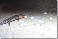 This mother skink had more than ten eggs, and we watched her move and protect them from danger. 