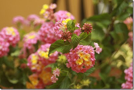 Lantana is a butterfly bush... that makes it a butterfly tea party!