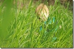 Who's that hidden in the jungle? :)