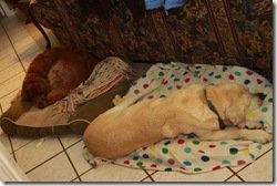 "Cousin dogs" sharing beds - these two got along so well