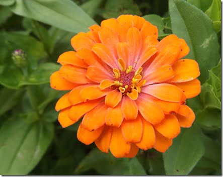 Z zinnia 3